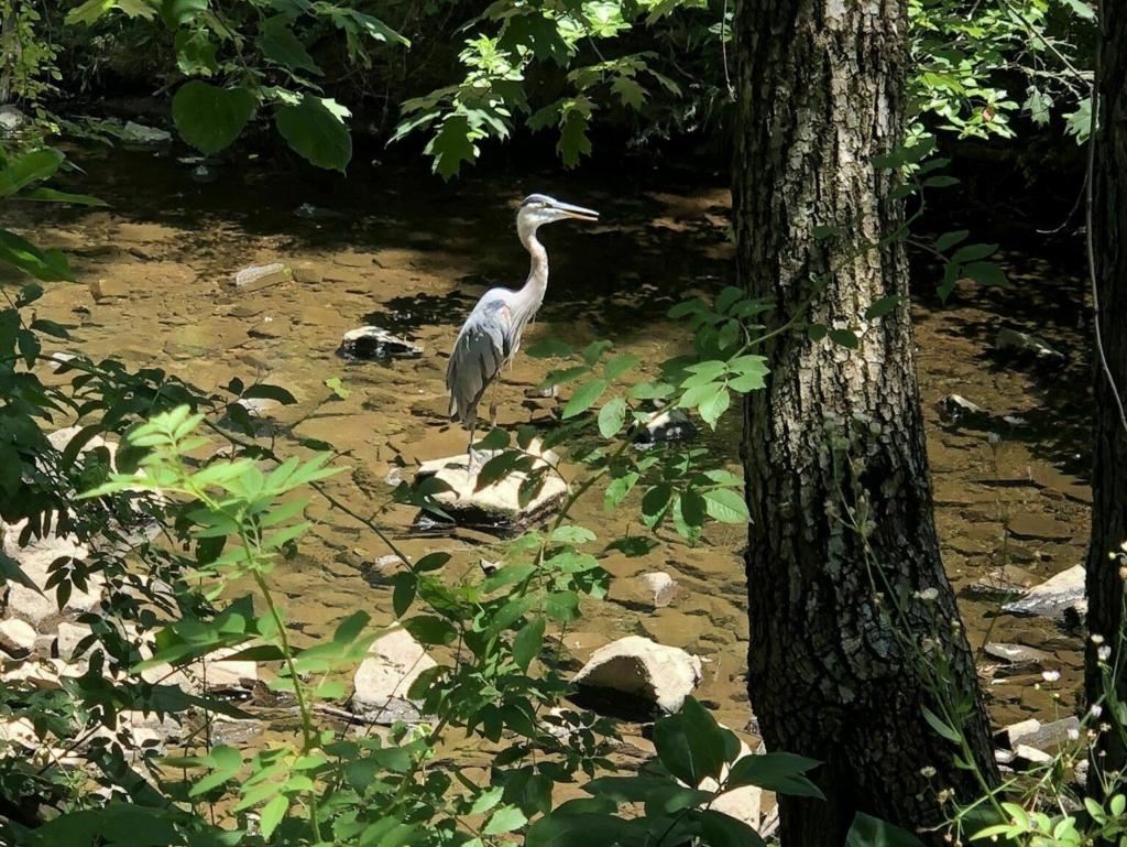 Sugarland Run Trail 4